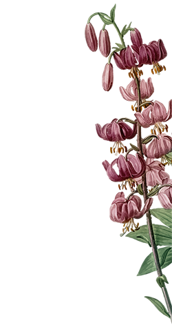 blume_1.png