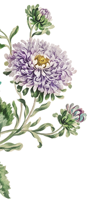 blume_2.png